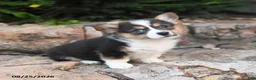 Welsh Corgi Pembroke dogs for sale: Basil - Ad 3