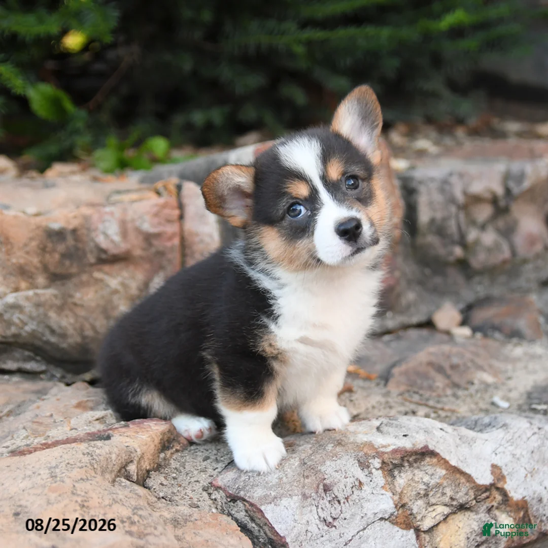 Welsh Corgi Pembroke dogs for sale: Basil - Ad 3
