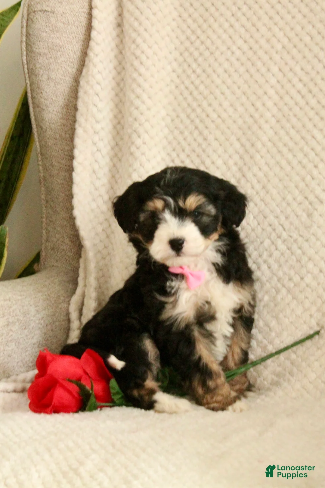Mini Bernedoodle dogs for sale: Love-bug - Ad 3
