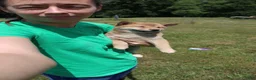 Shiba Inu dogs for sale: Doodle  - Ad 10