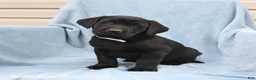 Labrador Retriever dogs for sale: Percy - Ad 1