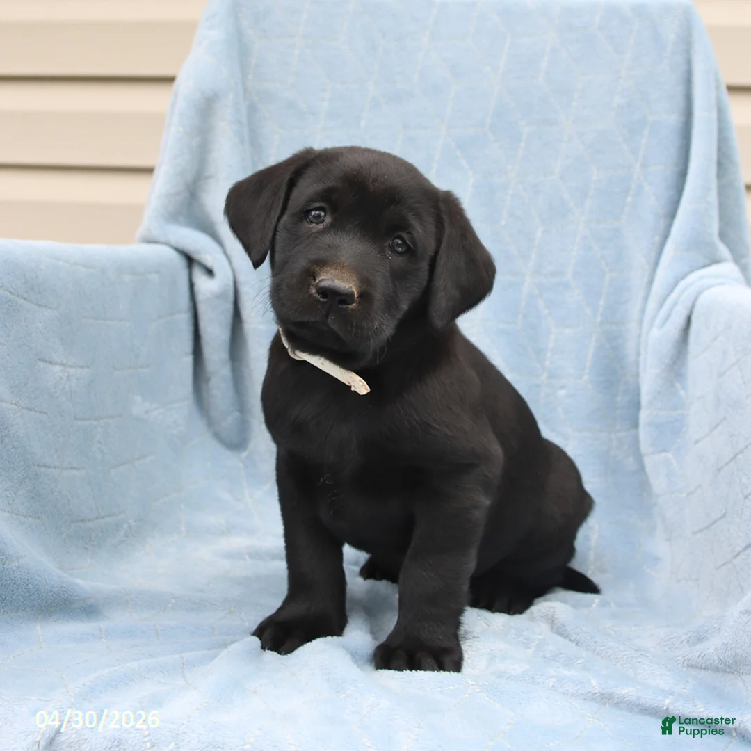 Labrador Retriever dogs for sale: Percy - Ad 1