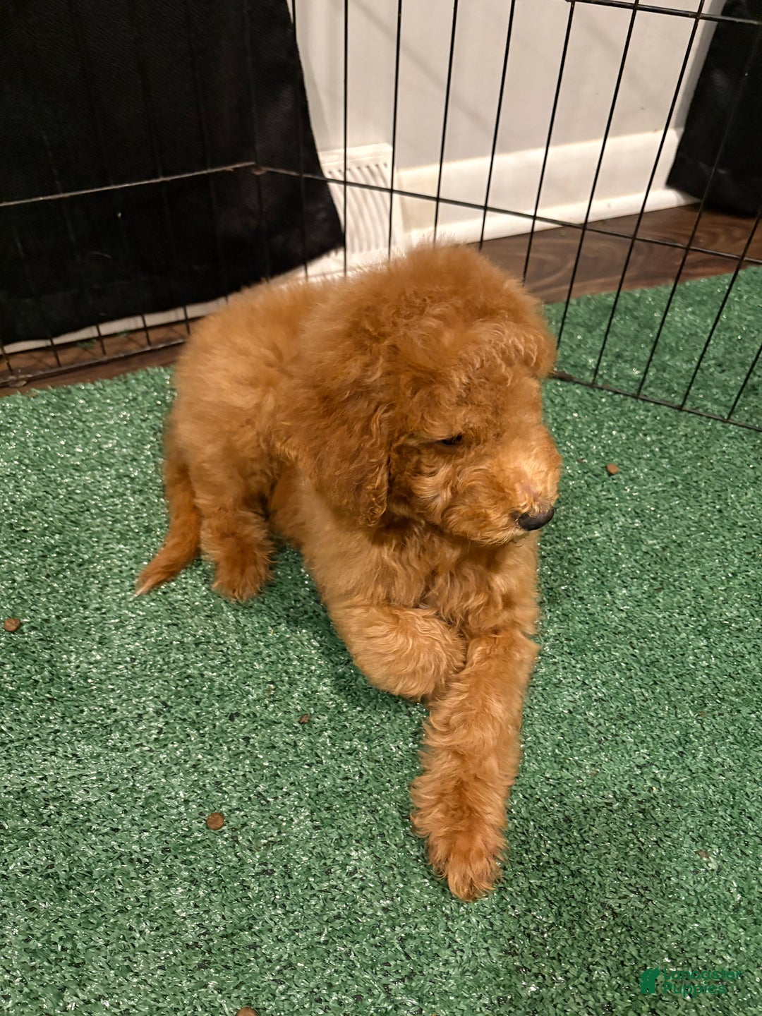 Miniature Poodle dogs for sale: Sammy - Ad 4