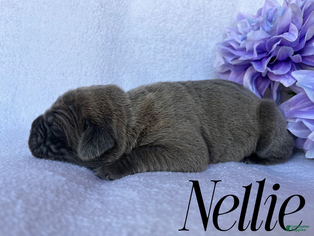 Cane Corso dogs for sale: Nellie - Ad 3