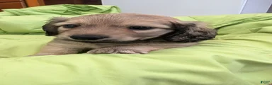 Jiff