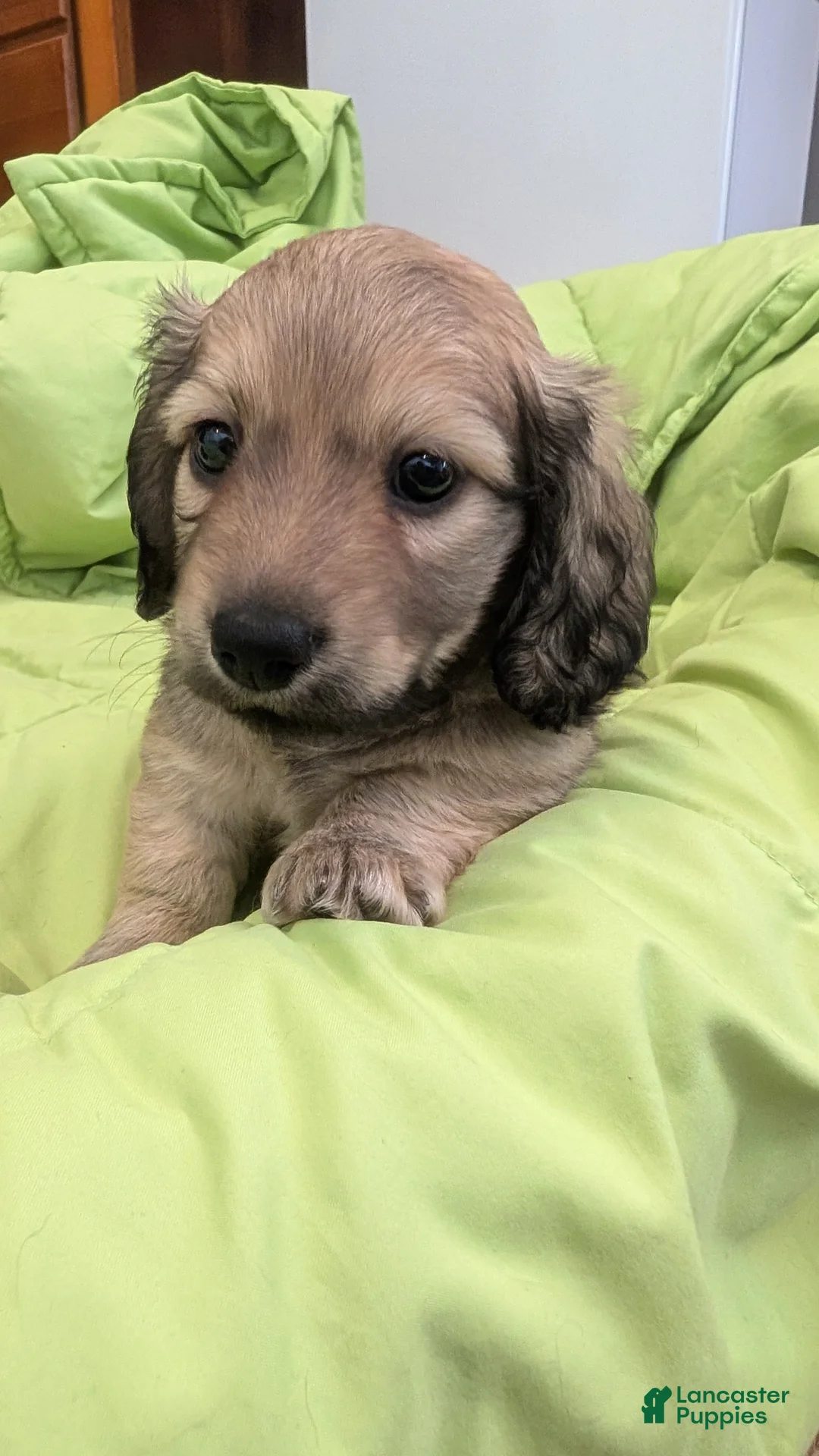 Miniature Dachshund dogs for sale: Jiff - Ad 1