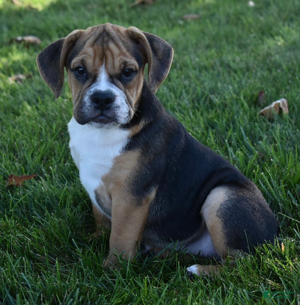 Beabull dogs Marley  - Ad 1