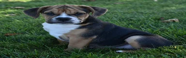 Marley 