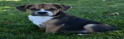 Beabull dogs for sale: Marley  - Ad 1