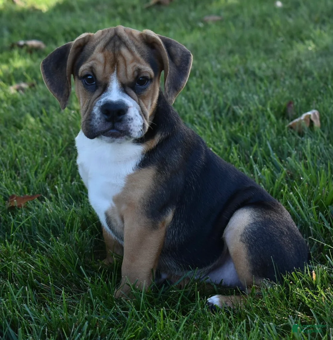 Beabull dogs for sale: Marley  - Ad 1