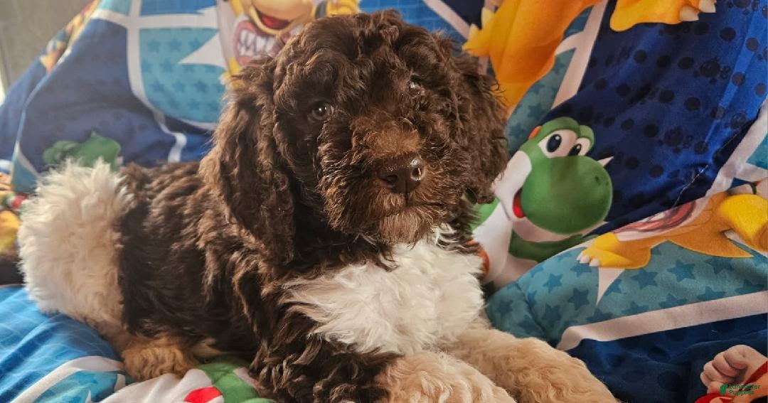 Double Doodle dogs Jack - Ad 2