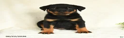 Rottweiler dogs for sale: Arlo - Ad 5