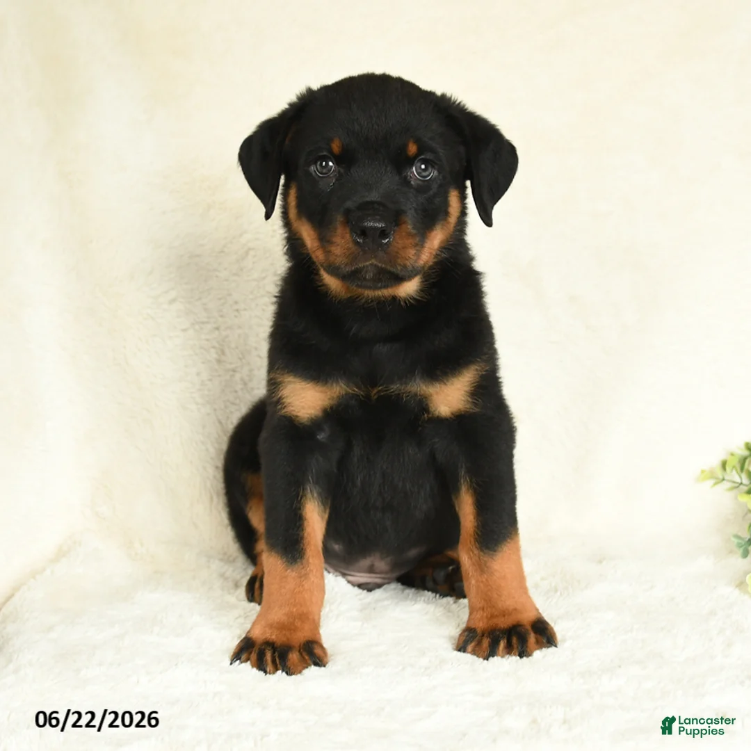 Rottweiler dogs for sale: Arlo - Ad 5