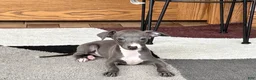 Italian Greyhound dogs for sale: Sara - Ad 4