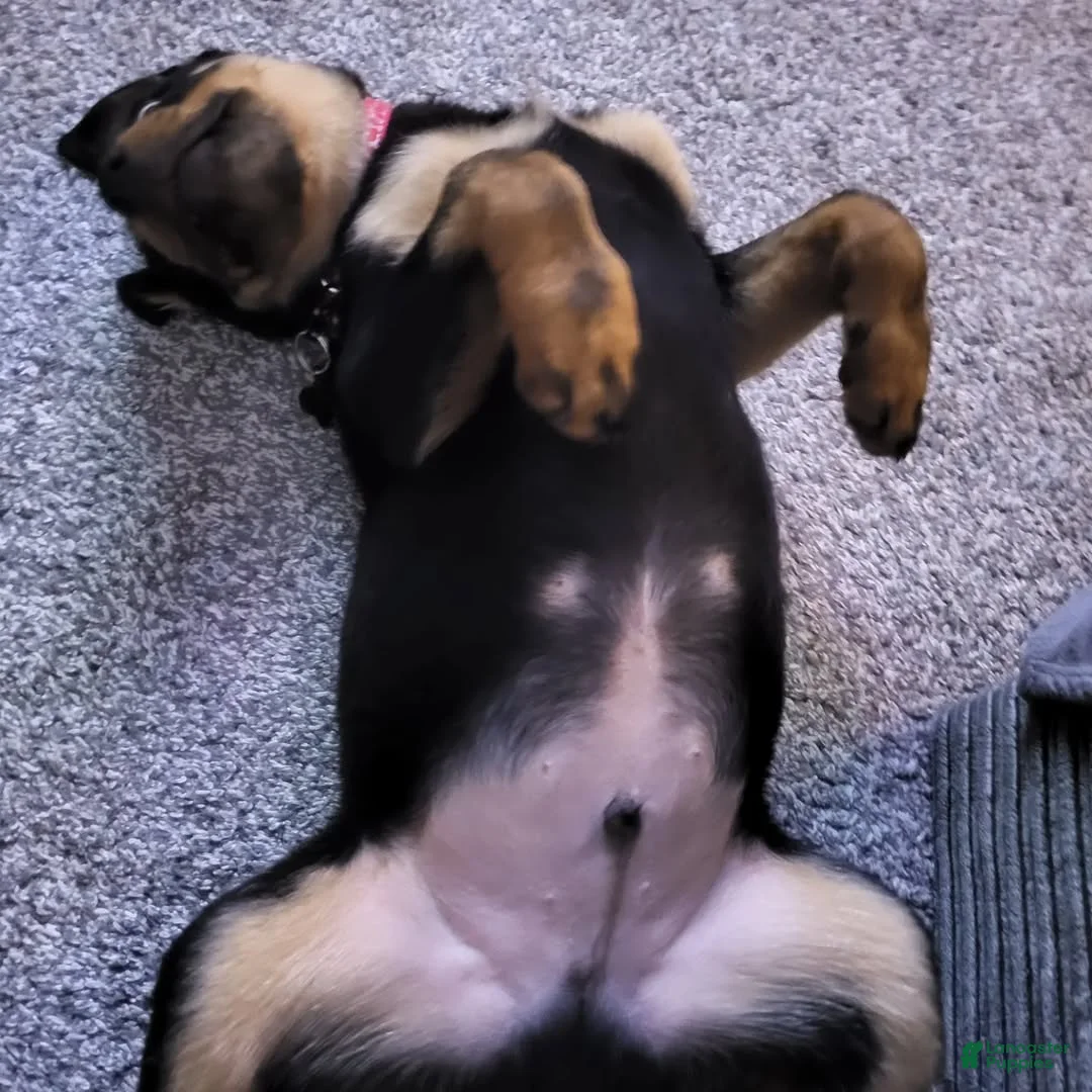 Rottweiler dogs for sale: Kaiser - Ad 1