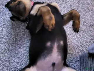 Rottweiler dogs Kaiser - Ad 4