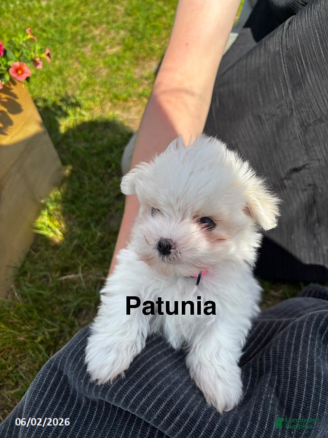 Maltese dogs for sale: Petunia - Ad 3