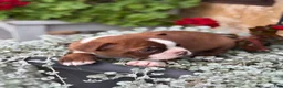 Boston Terrier dogs for sale: Kelli - Ad 3