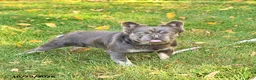 French Bulldog dogs for sale: Ava  - Ad 7