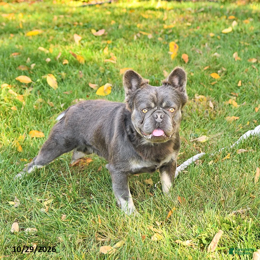 French Bulldog dogs for sale: Ava  - Ad 7