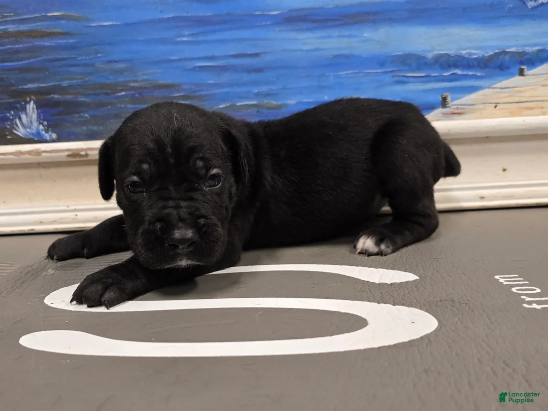 Cane Corso dogs for sale: Onix - Ad 1
