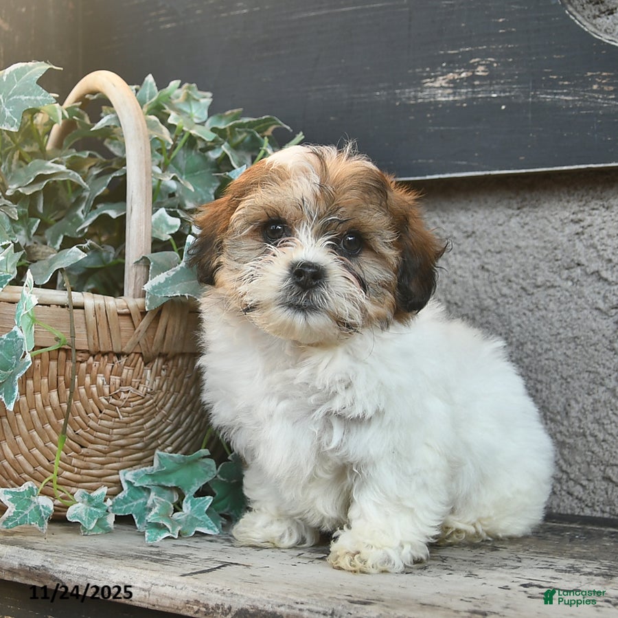 Bichpoo dogs Bruno  - Ad 2