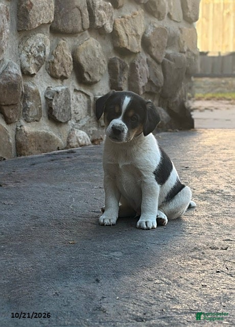 Mixed Breed dogs Fudgie - Ad 1