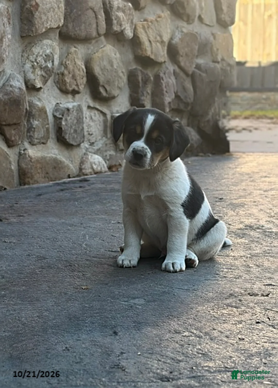 Mixed Breed dogs for sale: Fudgie - Ad 1
