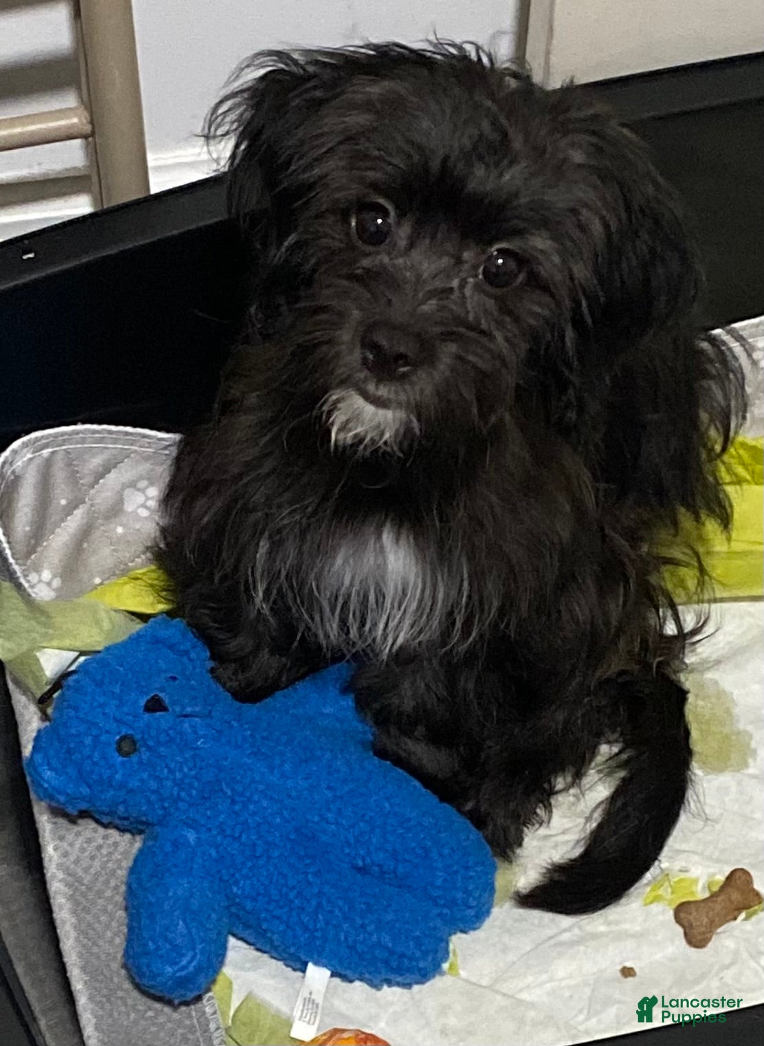 Shihpoo dogs Luna  - Ad 2