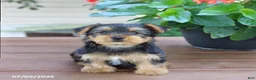 Yorkshire Terrier dogs for sale: Teddy - Ad 1
