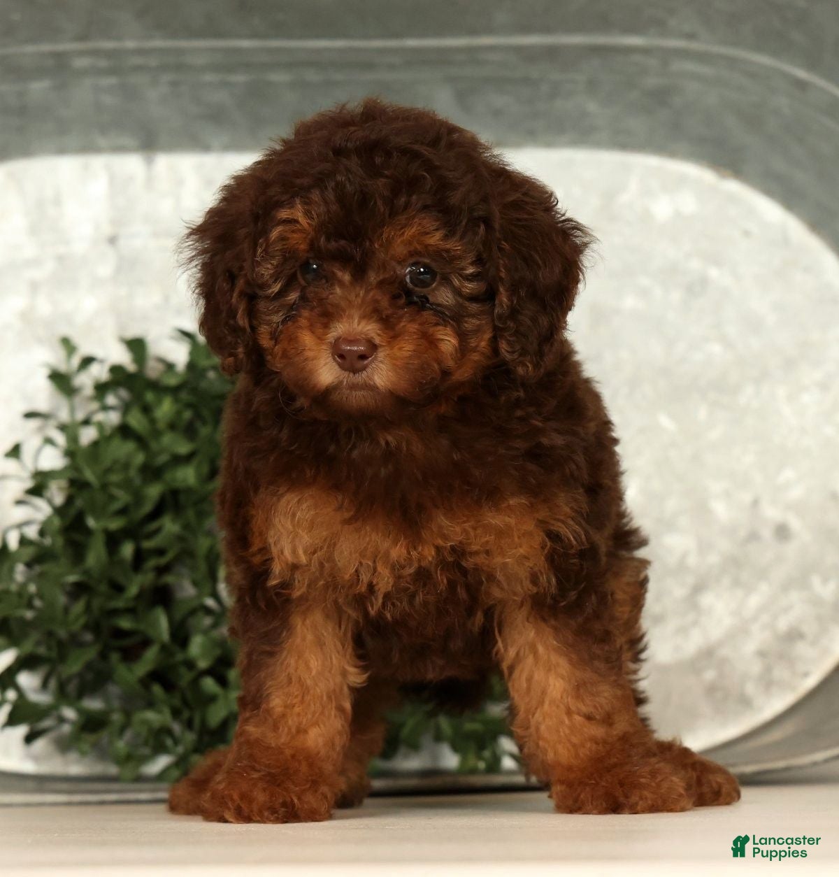 Toy Poodle dogs Saphire - Ad 2