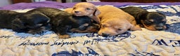 Miniature Dachshund dogs for sale: Triscuit Russian red - Ad 5
