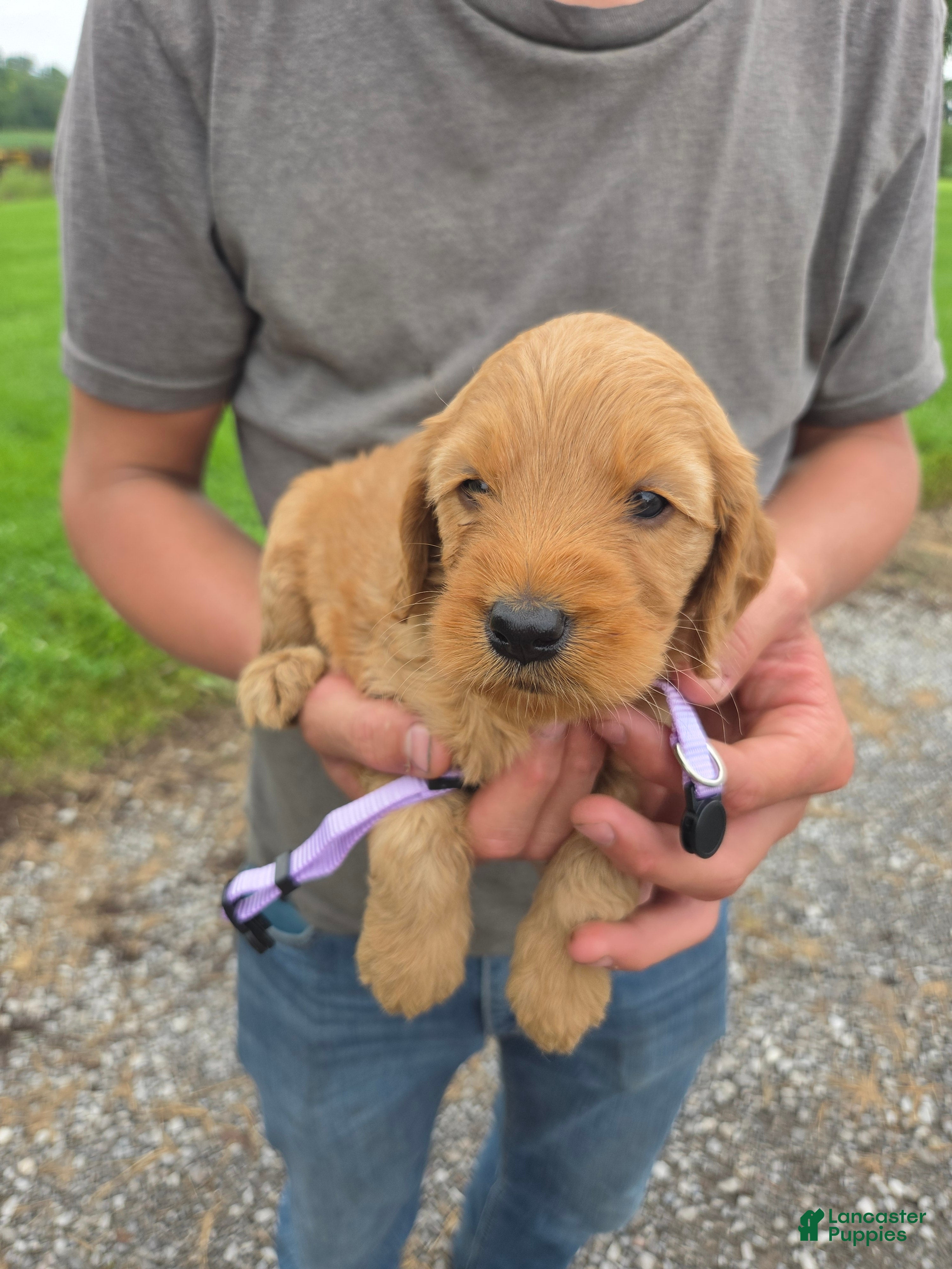 Mixed Breed dogs Mixed Breed 6 Violet - Ad 15