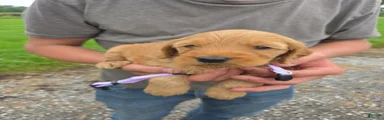 Mixed Breed 6 Violet