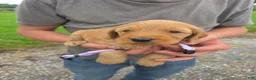 Mixed Breed dogs for sale: Mixed Breed 6 Violet - Ad 1