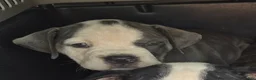 Olde English Bulldogge dogs for sale: Olde English Bulldogge blue girl - Ad 2