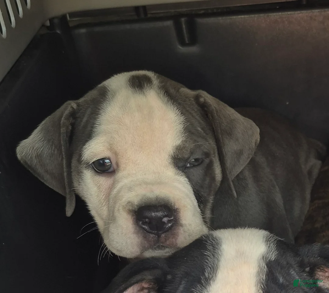 Olde English Bulldogge dogs for sale: Olde English Bulldogge blue girl - Ad 2