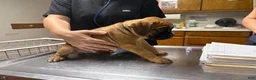 Boxer dogs for sale: Rusty AKC Euro - Ad 4