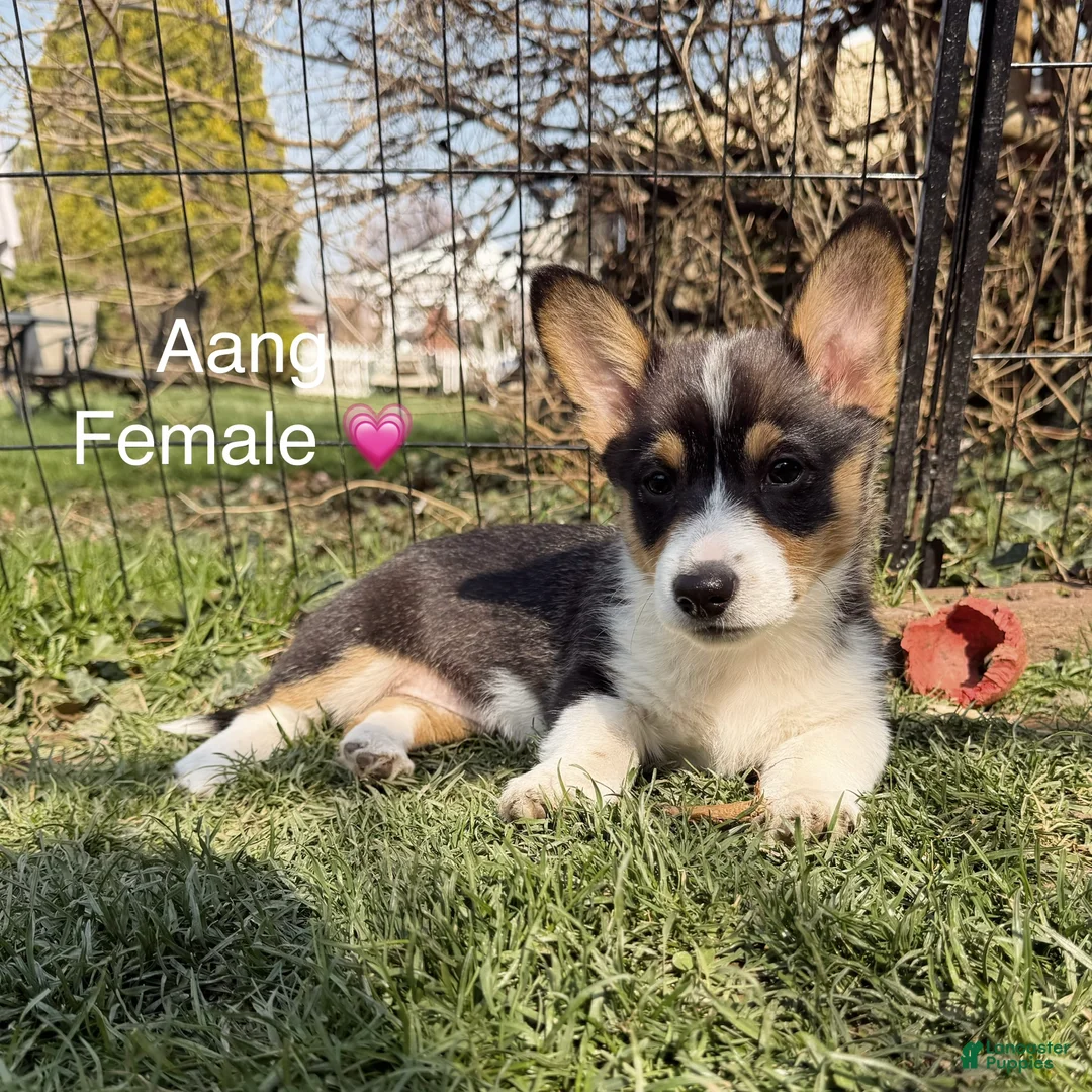 Welsh Corgi Pembroke dogs for sale: Aang - Ad 2