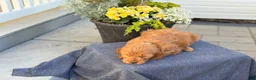 Goldendoodle dogs for sale: Tommy - Ad 2