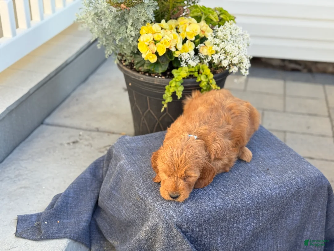 Goldendoodle dogs for sale: Tommy - Ad 2