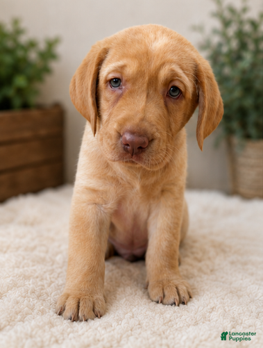 Labrador Retriever dogs Ruby - Ad 1