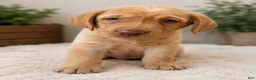 Labrador Retriever dogs for sale: Ruby - Ad 1