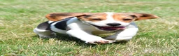 Beagle dogs for sale: Ronnie - Ad 8