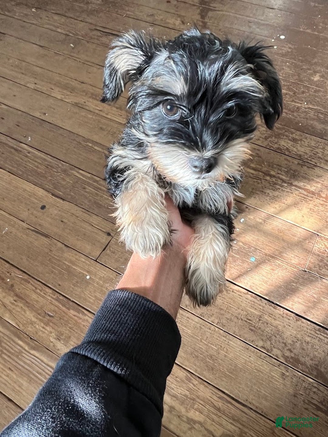 Yorkiepoo dogs for sale: Yorkiepoo Puppy 2 (Izzy) - Ad 2