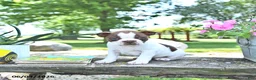 Boston Terrier dogs for sale: Kelly - Ad 4