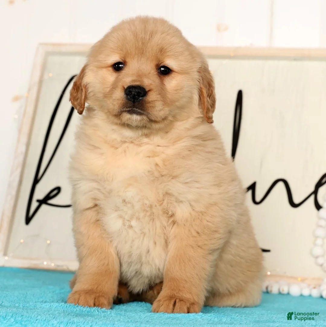 Golden Retriever dogs for sale: Roxey - Ad 2