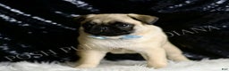 Pug dogs for sale: Rocky - Ad 4