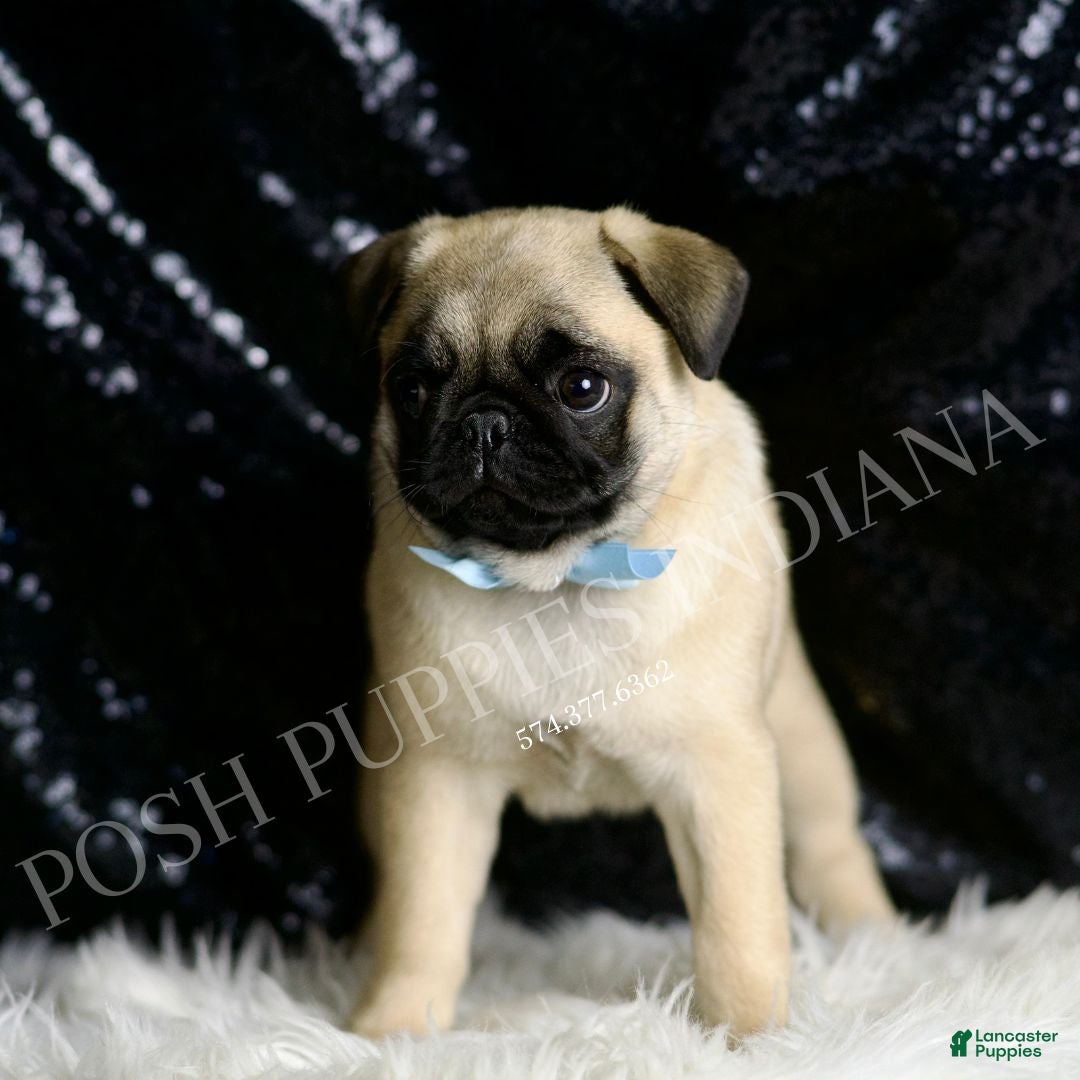Pug dogs for sale: Rocky - Ad 4