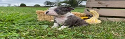 Boston Terrier dogs for sale: Galaxie - Ad 4